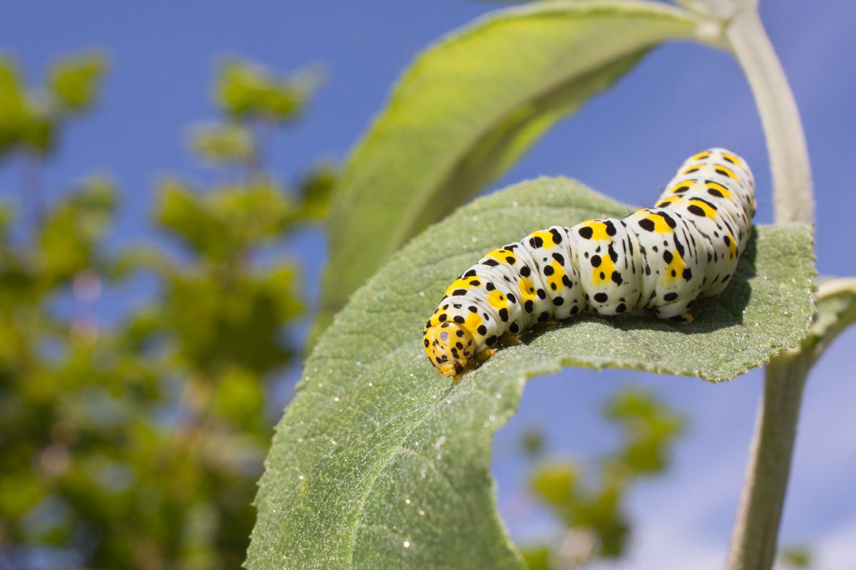 Mullein Moth Caterpillar 3